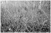 Grasses and pond cypress forest. Everglades National Park ( black and white)