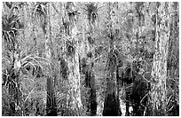 Bromeliad and cypress inside a dome. Everglades National Park, Florida, USA. (black and white)