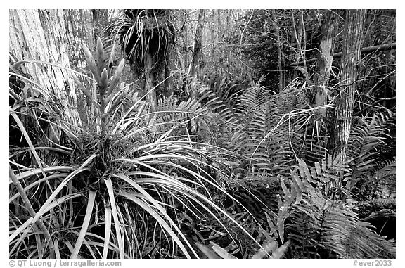 Bromeliad and swamp ferns inside a dome. Everglades National Park, Florida, USA.