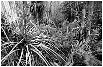 Bromeliad and swamp ferns inside a dome. Everglades National Park, Florida, USA. (black and white)