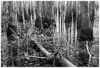 Freshwater marsh environment. Everglades National Park, Florida, USA. (black and white)