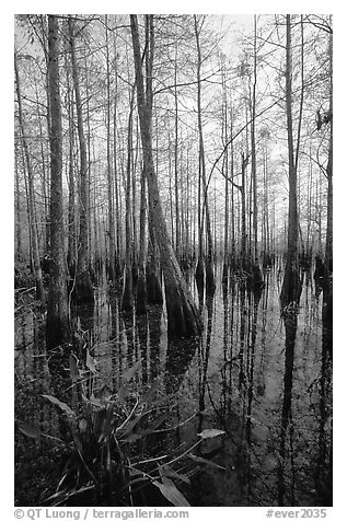Cypress dome near Pa-hay-okee. Everglades National Park (black and white)