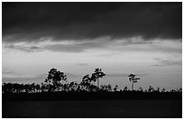 Stormy sunset and pine trees,  Pine Glades Lake. Everglades National Park, Florida, USA. (black and white)
