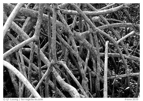 Black mangrove (Avicennia nitida) roots. Everglades National Park, Florida, USA.