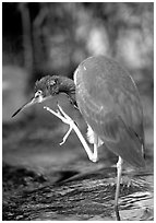 Tri-colored heron. Everglades National Park ( black and white)