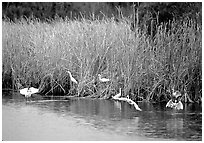 White Herons. Everglades National Park, Florida, USA. (black and white)