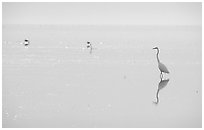 Great White Heron on bayshore. Everglades National Park, Florida, USA. (black and white)