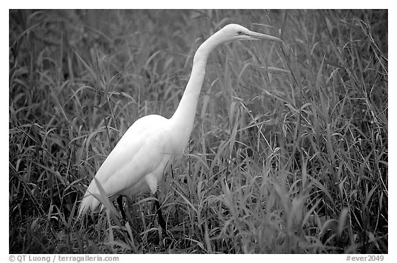 Black and White Picture/Photo: Great White Heron. Everglades National Park