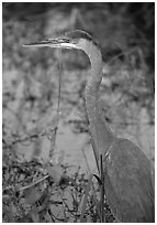 Blue heron. Everglades National Park, Florida, USA. (black and white)