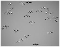 Flock of white ibis in flight. Everglades National Park ( black and white)