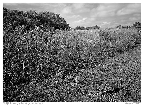 Alligator resting on grass near Eco Pond. Everglades National Park (black and white)