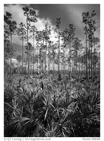 Slash pines and saw-palmetttos, remnants of Florida's flatwoods. Everglades National Park, Florida, USA.