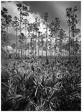 Slash pines and saw-palmetttos, remnants of Florida's flatwoods. Everglades National Park ( black and white)
