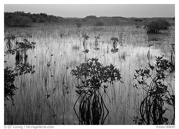 Mangroves several miles inland near Parautis pond, sunrise. Everglades  National Park (black and white)