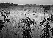 Mangrove shrubs several miles inland near Parautis pond, sunrise. Everglades National Park, Florida, USA. (black and white)