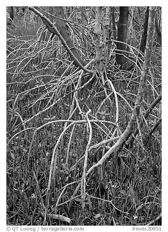 Red and black mangroves in mixed swamp. Everglades National Park (black and white)