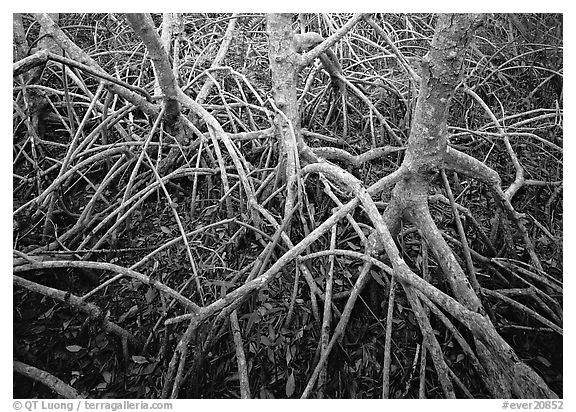 Red mangroves. Everglades  National Park (black and white)