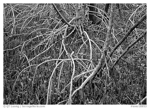Intricate root system of red mangroves. Everglades National Park, Florida, USA.