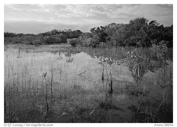 Mixed marsh ecosystem with mangrove shrubs near Parautis pond, morning. Everglades National Park (black and white)