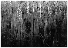 Cypress dome with trees growing out of dark swamp. Everglades National Park, Florida, USA. (black and white)