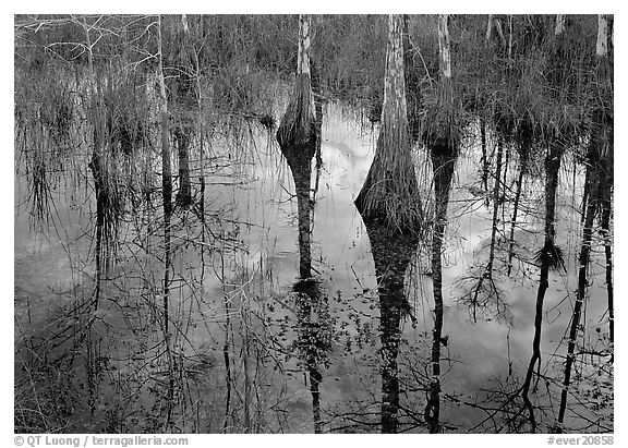 Cypress trees reflected in pond. Everglades National Park (black and white)