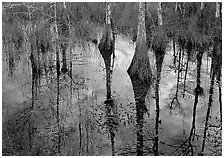Cypress trees reflected in pond. Everglades National Park, Florida, USA. (black and white)