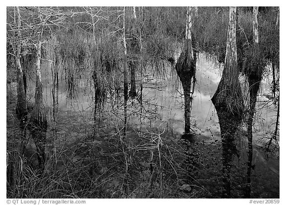 Bald Cypress reflections near Pa-hay-okee. Everglades National Park (black and white)
