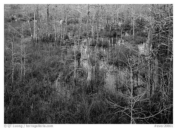Freshwater swamp with sawgrass and cypress seen from above, Pa-hay-okee. Everglades National Park (black and white)