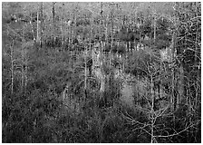 Freshwater swamp with sawgrass and cypress seen from above, Pa-hay-okee. Everglades National Park, Florida, USA. (black and white)