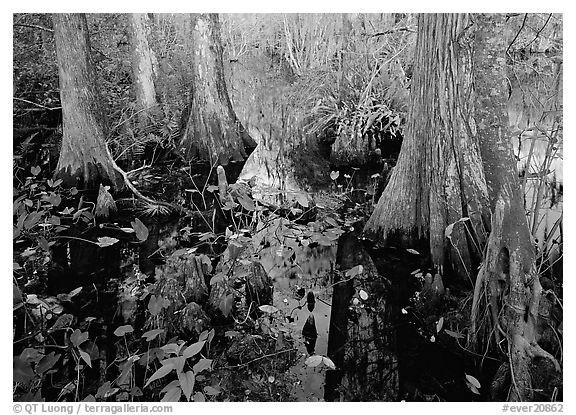 Large bald cypress (Taxodium distichum) and cypress knees in dark swamp water. Everglades National Park (black and white)