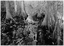 Large bald cypress and cypress knees in dark swamp water. Everglades  National Park ( black and white)