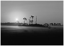 Pine trees and fog at sunrise. Everglades National Park, Florida, USA. (black and white)