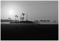 Sun rising behind group of pine trees. Everglades  National Park ( black and white)