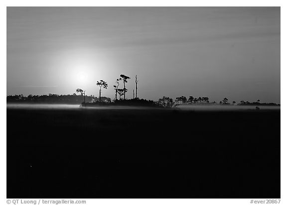Sunrise with pine trees and ground fog over meadow. Everglades  National Park (black and white)