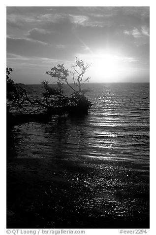 Sun rising over fallen Mangrove tree, Florida Bay. Everglades National Park (black and white)
