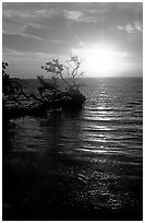 Sun rising over fallen Mangrove tree, Florida Bay. Everglades National Park, Florida, USA. (black and white)