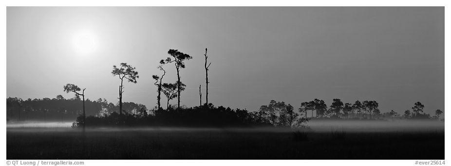 Sunrise landscape with mist on the ground. Everglades National Park (black and white)