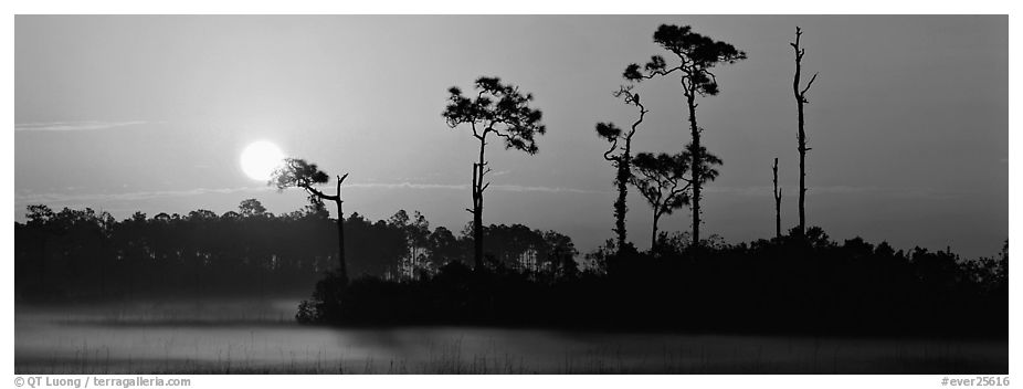 Sun rises above isolated pine trees. Everglades National Park (black and white)
