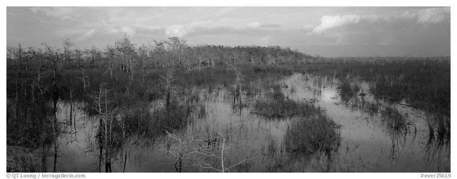 Swamp landscape in the evening. Everglades National Park (black and white)