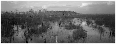 Swamp landscape in the evening. Everglades National Park (Panoramic black and white)