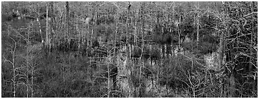 Cypress trees and marsh. Everglades National Park (Panoramic black and white)