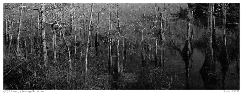 Marsh scene with cypress trees and reflections. Everglades  National Park (black and white)