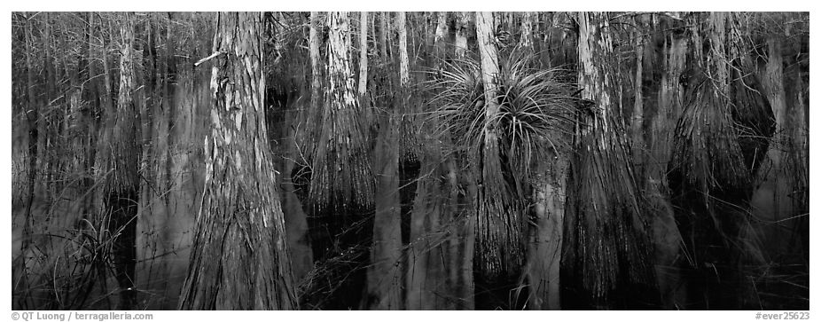 Bald cypress growing out of dark swamp water. Everglades National Park (black and white)
