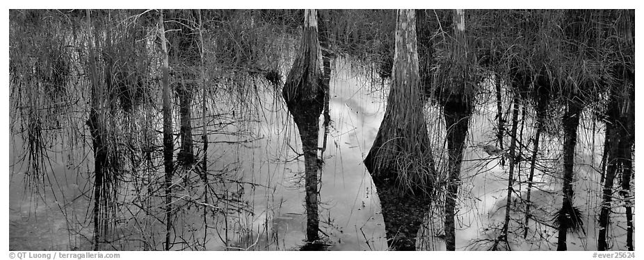 Cypress reflections. Everglades National Park (black and white)