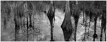 Cypress reflections. Everglades National Park (Panoramic black and white)