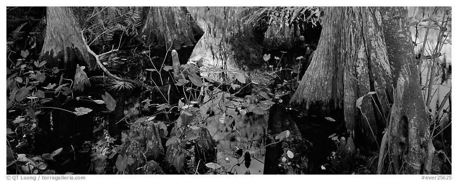 Large bald cypress roots and knees. Everglades  National Park (black and white)