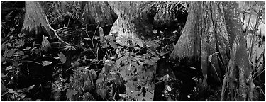 Large bald cypress roots and knees. Everglades National Park (Panoramic black and white)
