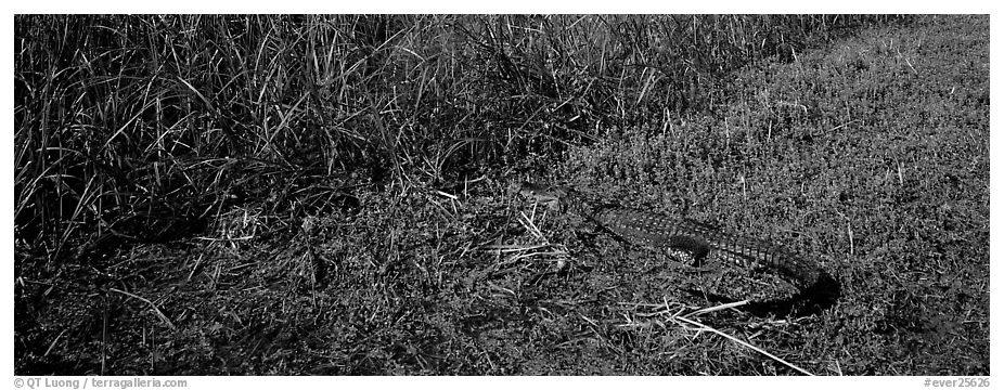 Young alligator. Everglades  National Park (black and white)