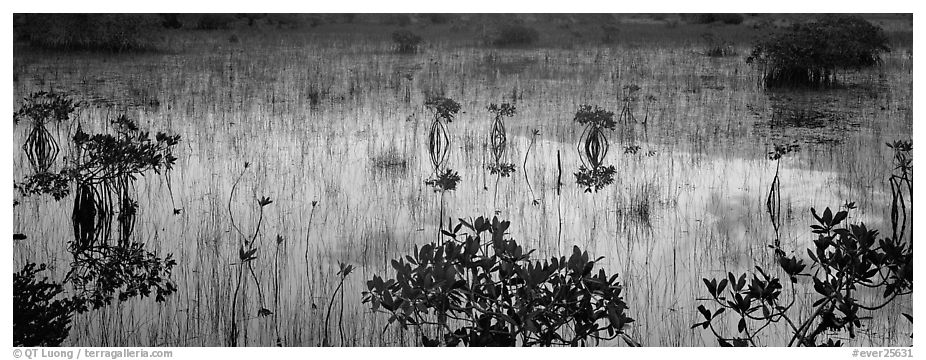 Mangroves and reflexions. Everglades  National Park (black and white)