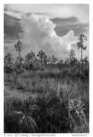 Palmetto, pines, and summer afternoon clouds. Everglades National Park, Florida, USA.
